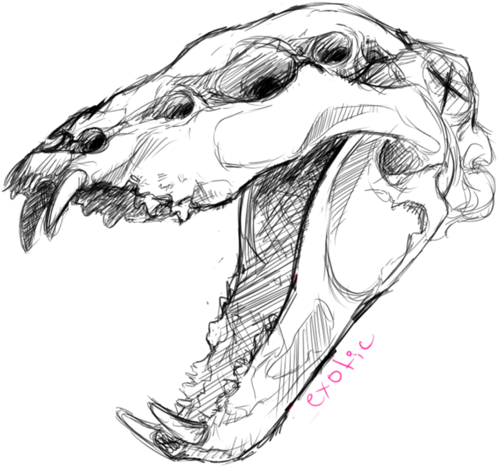Graphic Download Been Doin Some Anatomy - Drawing Of Dog Skull (894x894), Png Download