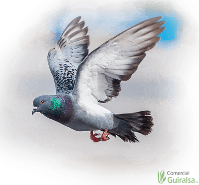 Pienso Para Palomas - Pigeon Eat (400x371), Png Download