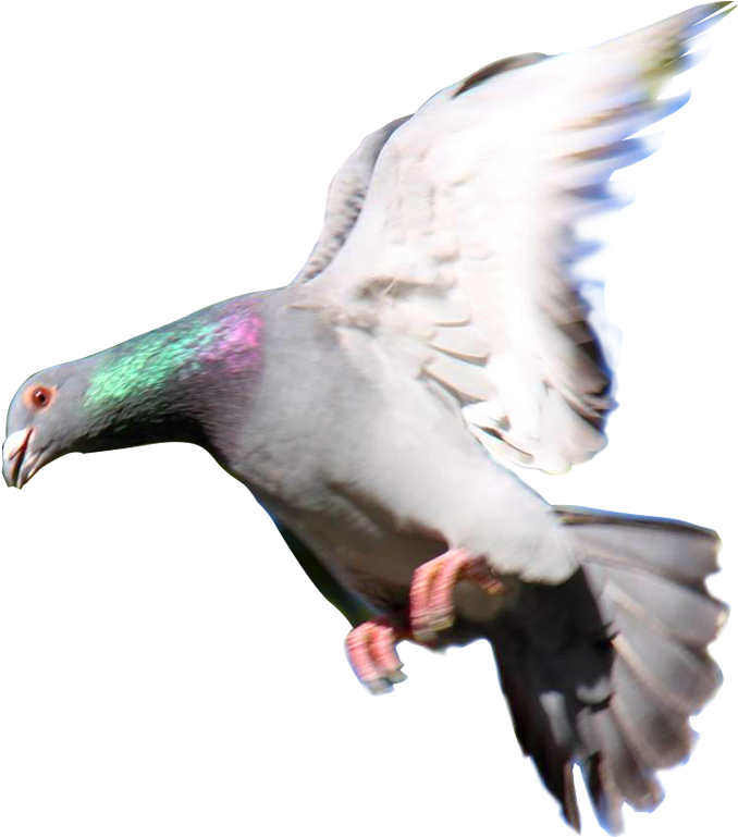 Related Wallpapers - Palomas Mensajeras Png (745x846), Png Download