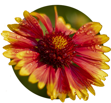 Red And Yellow Daisy At Bosky Dell Natives In West - Bosky Dell Natives (400x400), Png Download