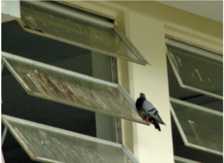 En La Escuela Hay Palomas Y Golondrinas - School (667x375), Png Download