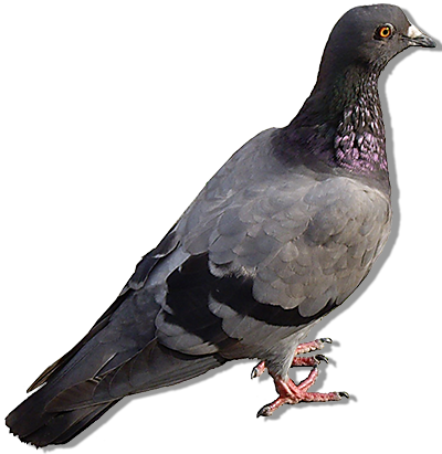 Control De Plagas De Palomas - Columba Livia (400x411), Png Download