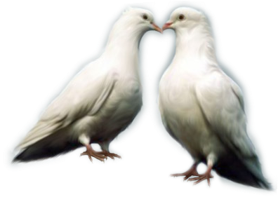 Edit - Dove Lover Bird Png (426x294), Png Download