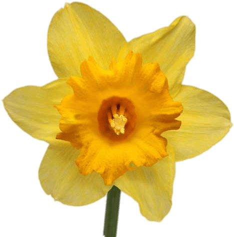 Stickpng003 Load20180523 Transparent Png Sticker - Transparent Daffodil Backgrounds (500x500), Png Download