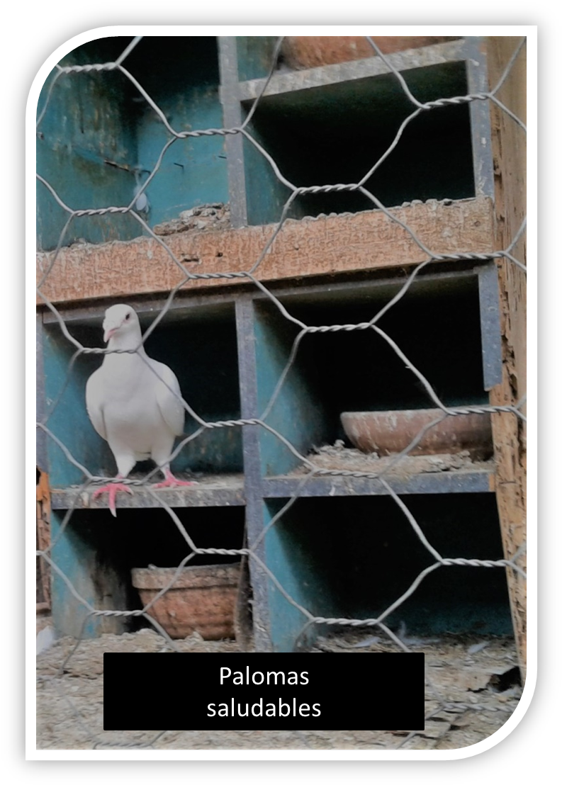 Pasos Previos Antes De Aparearse - Cockatiel (806x1121), Png Download