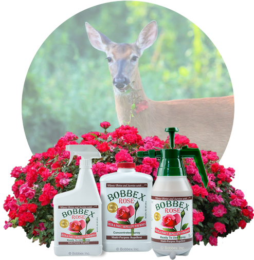 Additional Information - Bobbex Rose B550220 Deer And Insect Repellant 32 Oz (652x528), Png Download