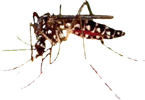 Secretaria De Salud Vectores (520x360), Png Download