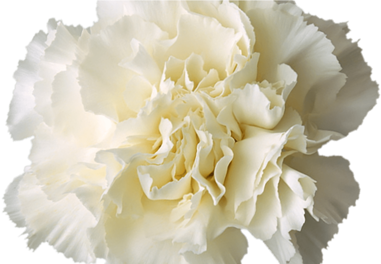 Download Transparent Transparent White Flower Crown More Information