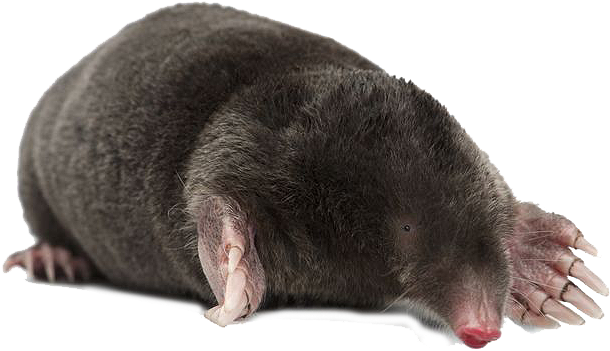 Mole - Mole Animal Png (640x376), Png Download
