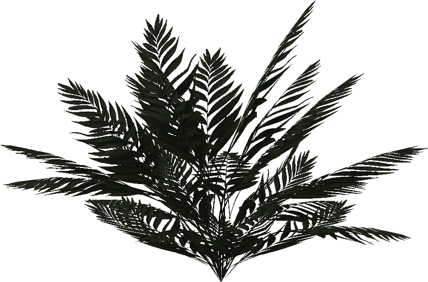 Jungle Fern - Wiki (960x960), Png Download