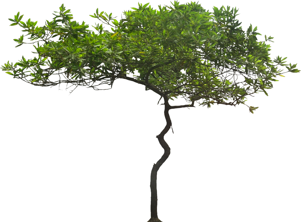 Free Pictures Of Ornamental Tropical / Subtropical - Acacia Tree Transparent Background (1052x775), Png Download