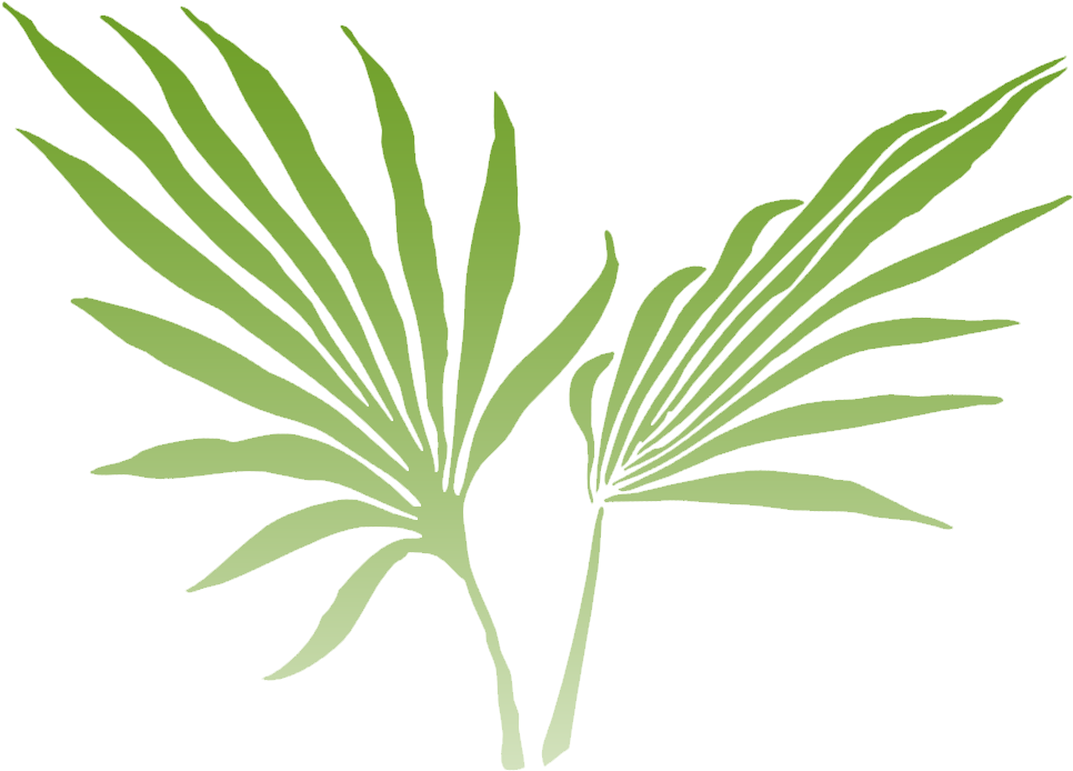 Of The Lush Rainforest And Offers Stunning Views From - Palm Frond Clip Art (1079x781), Png Download