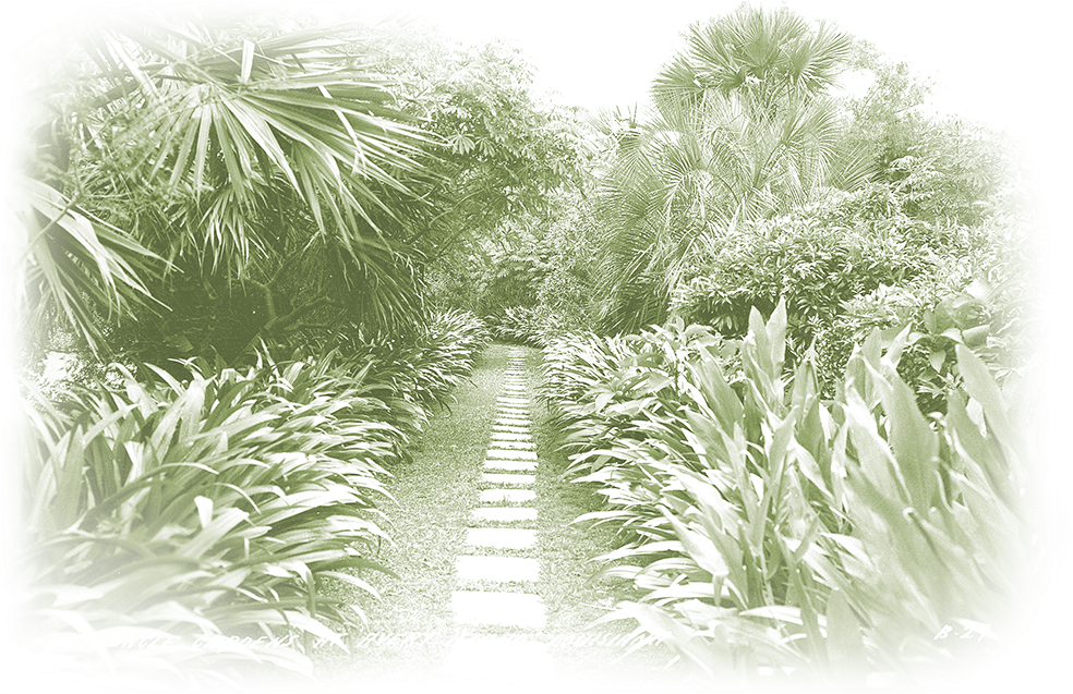 Jungle Gardens Was Created By Edward Avery “ned” Mcilhenny - Sarasota Jungle Gardens (1000x660), Png Download