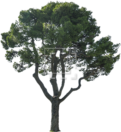 A Tree That Belongs Outside Your European Sea Villa - Trees Cutouts (450x450), Png Download