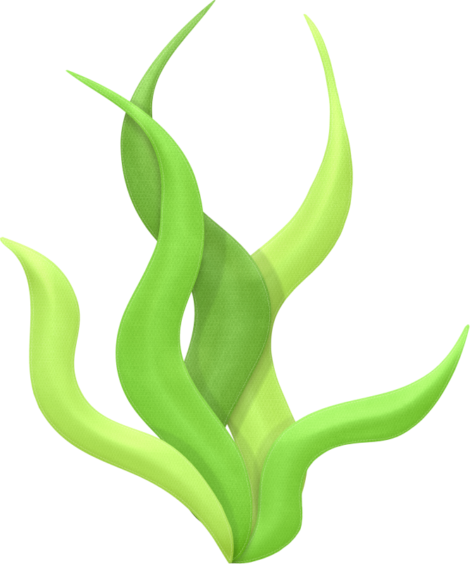 Algae Drawing Clip Art - Sea Plants Clipart Png (667x800), Png Download