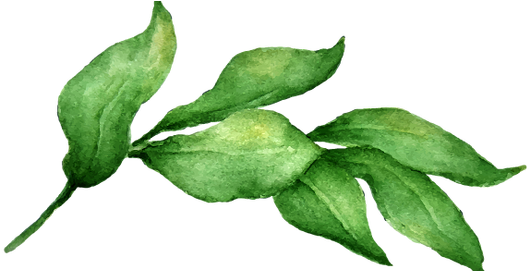 Interior Design And Home Décor - Bay Leaf Watercolour (554x270), Png Download