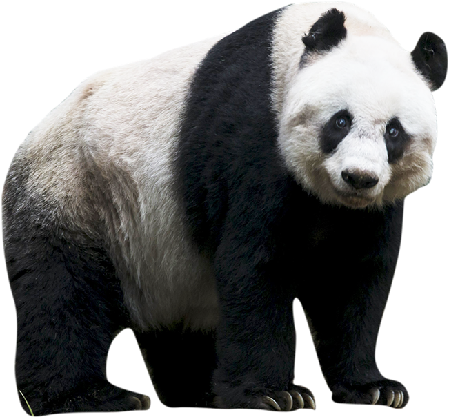 Real Panda Png Png Image Collection - Riset