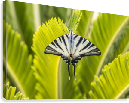 Scarce Swallowtail Butterfly Canvas Print - Butterfly (429x344), Png Download