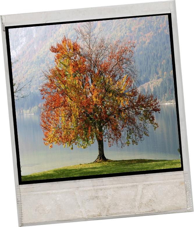 Fall-tree - Words To Live By: A Daily Guide Ok] (667x781), Png Download