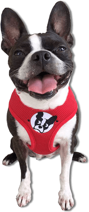 Boston Terrier Harness - Boston Terrier (750x750), Png Download