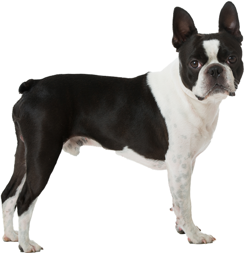 Boston Terrier Pricing - Boston Terrier Png (900x601), Png Download
