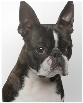 Close-up Of Boston Terrier, 1 Year Old Poster • Pixers® - Nasal Dog (400x400), Png Download