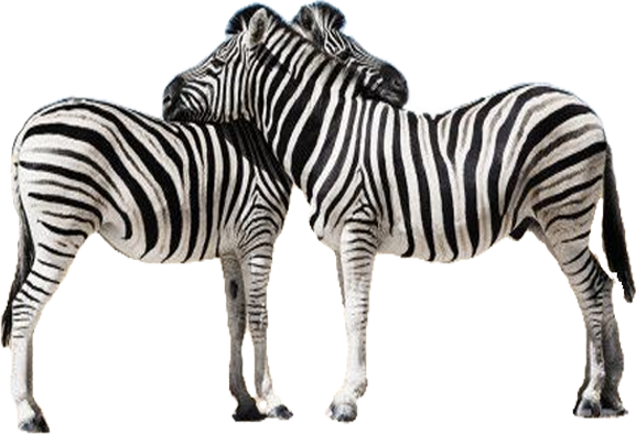 Zebra Png Picture - Lonely Planet Africa (multi Country Guide) (577x394), Png Download