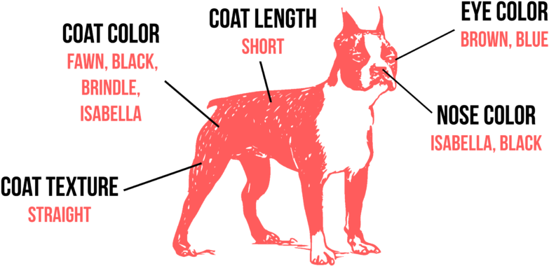 The Boston Terrier Is Permanently On The Best Dressed - Illustration (1024x433), Png Download