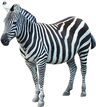 Animals - Zebras - Zebra Png (354x378), Png Download