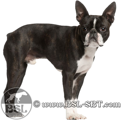 Bostonterrier - Boston Terrier X Pug (400x408), Png Download