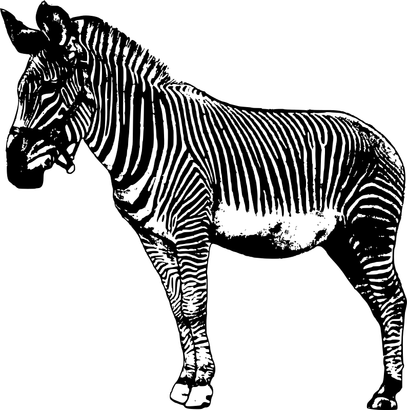 Cebra Ç (794x800), Png Download