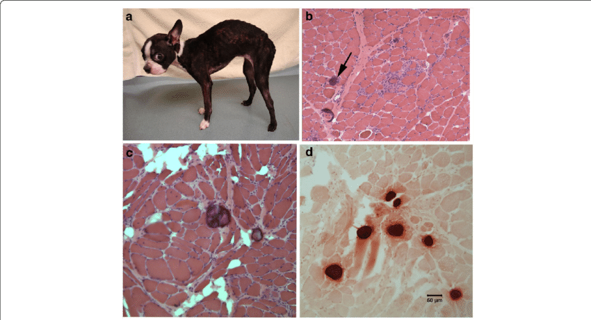 Histopathology Of Muscle Biopsies From A Female Boston - Pest (850x461), Png Download