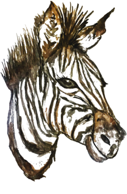 Zebra (324x500), Png Download