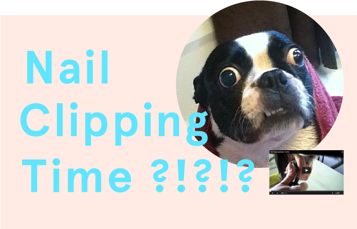 How To Clip Your Boston's Nails - Dog (815x544), Png Download