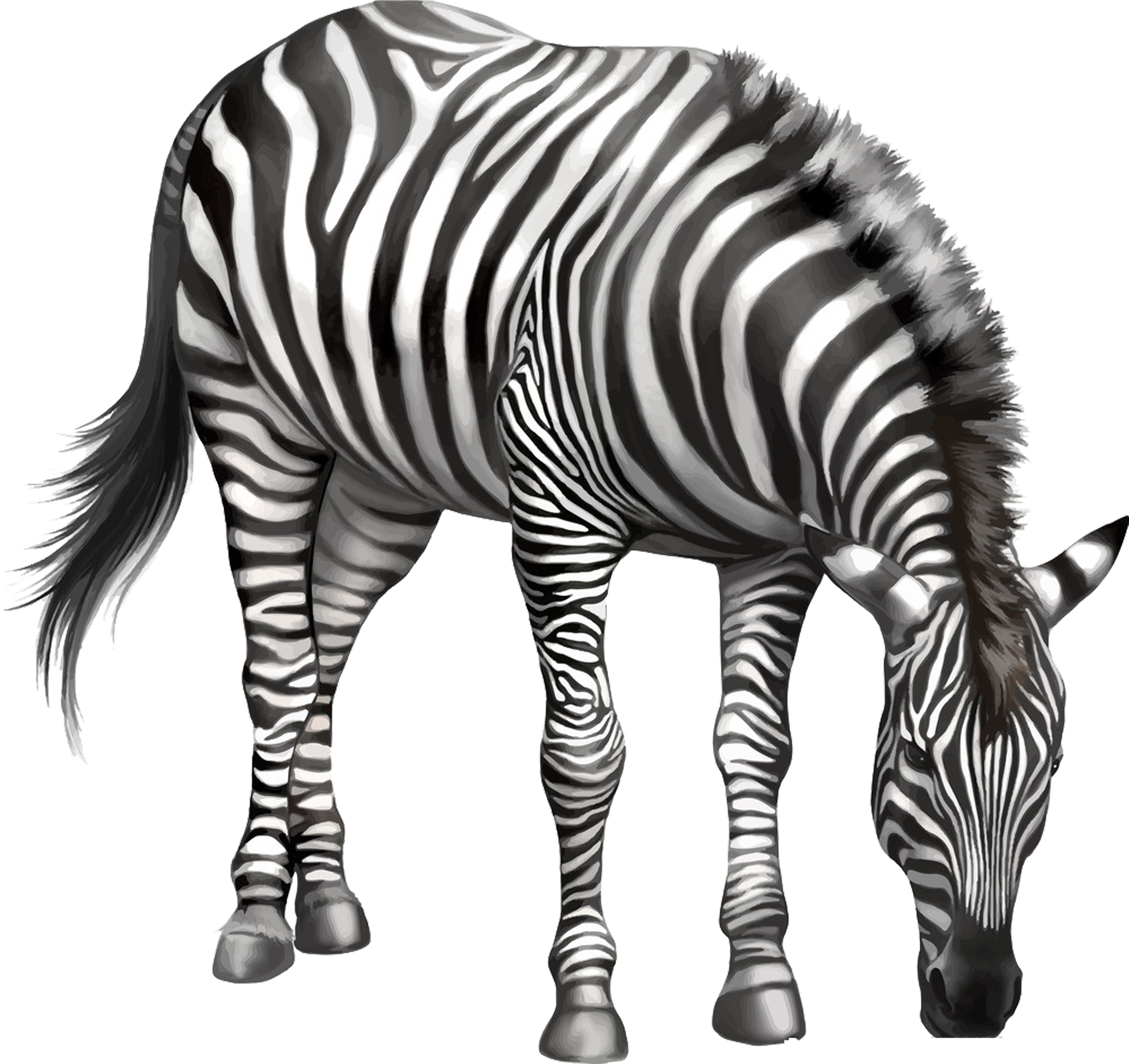 Zebra Drawing Clip Art - Zebra Eating Png (5000x5000), Png Download