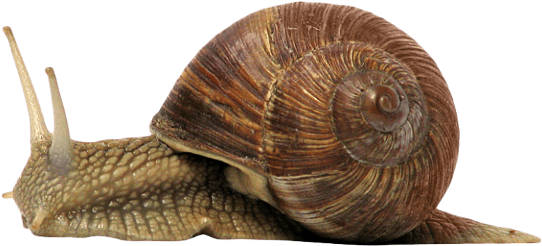 Free Png Snail Png Images Transparent - Snail Png (850x489), Png Download