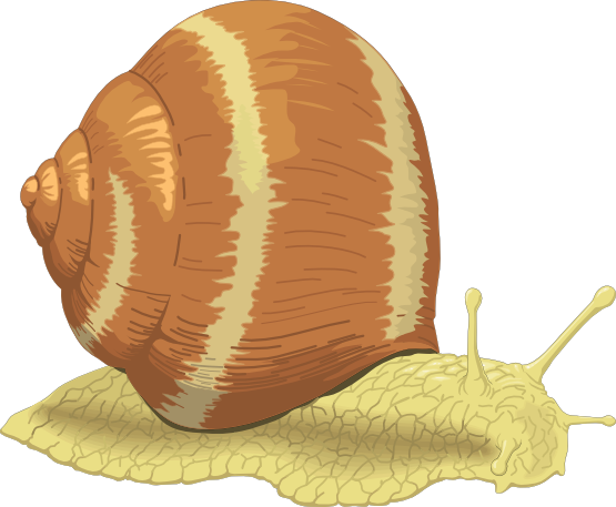 Snail Clip Art - Sea Snail Clip Art (555x457), Png Download