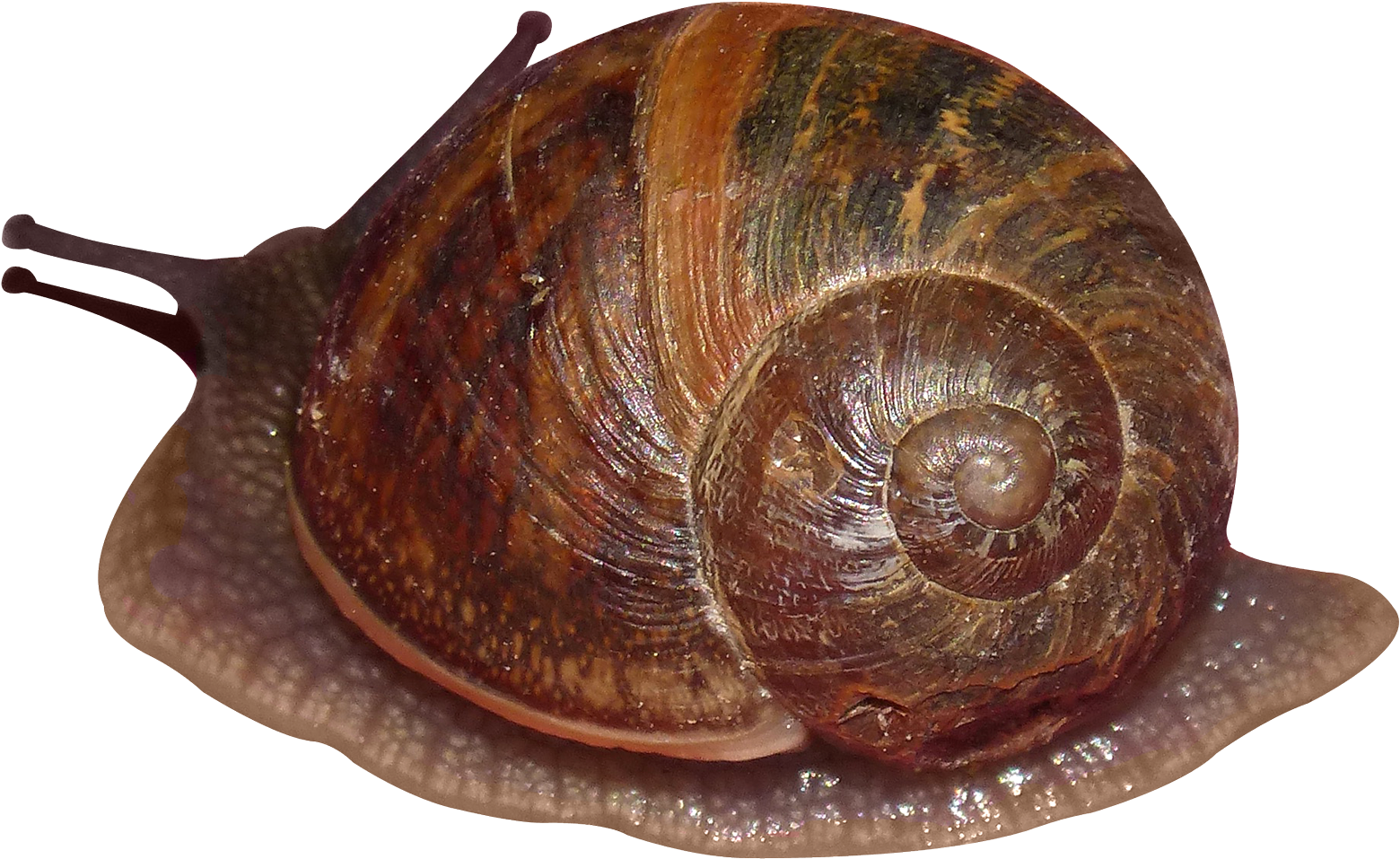 Snail Png (1700x1074), Png Download