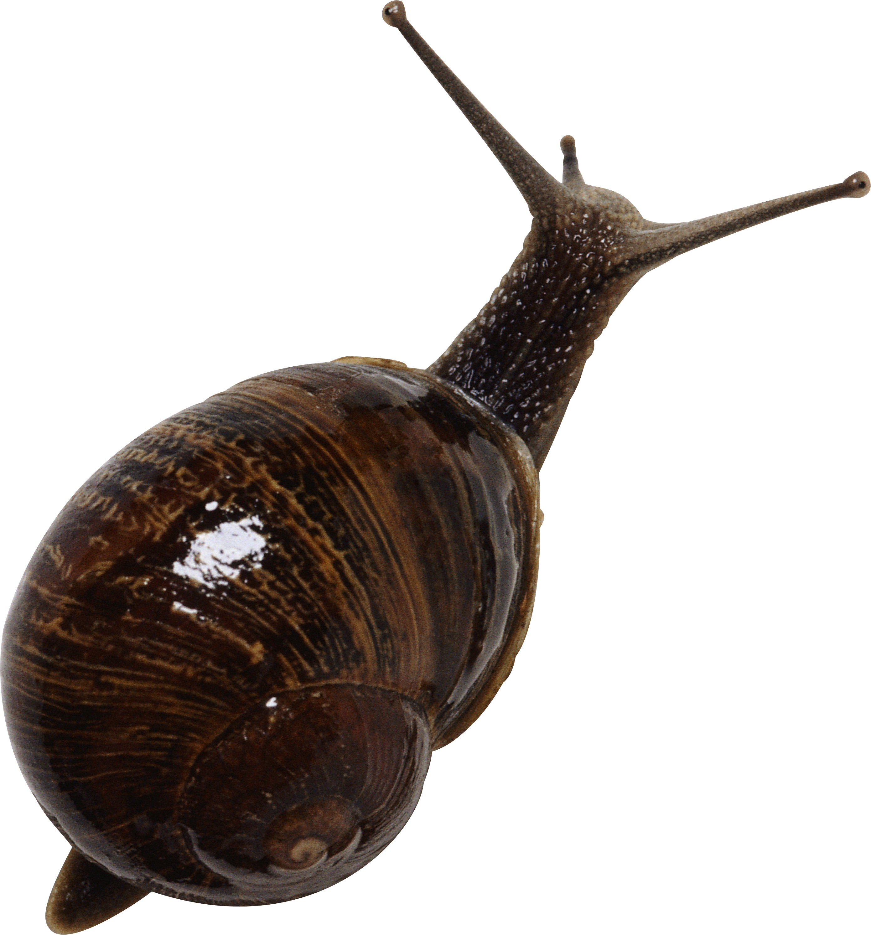 Animal Pinterest Transparent - Snail Png (2781x2986), Png Download