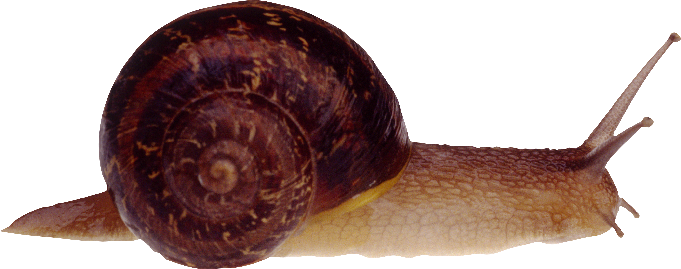 Snail Png (2775x1095), Png Download