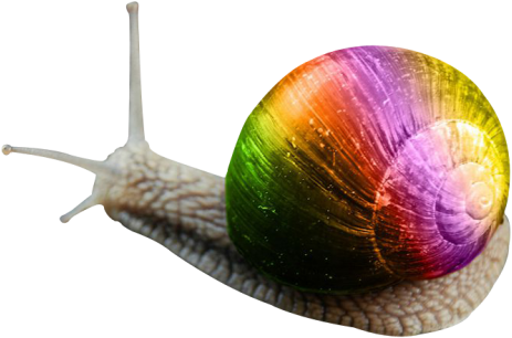 Snail Png Transparent Image - Portable Network Graphics (500x334), Png Download
