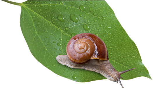 หอยทาก Siamsnail สยามสเนล - Snail On Leaf Png (550x302), Png Download
