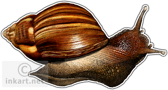 Giant African Snail Decal - Giant African Snail Png (590x317), Png Download