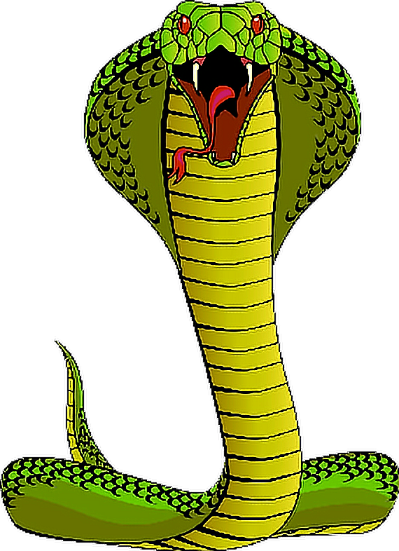 Report Abuse - Cobra Clipart (570x786), Png Download