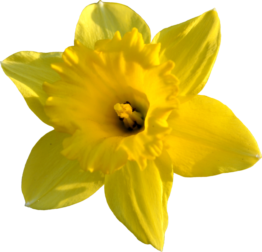 Daffodil Png High-quality Image - Daffodil Png (911x877), Png Download