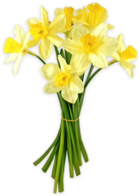 Daffodil Png (480x626), Png Download