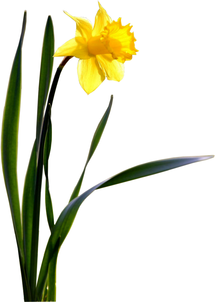 Single Daffodil Wallpaper - Daffodil Png (800x1050), Png Download