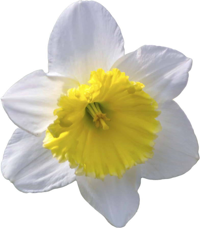 Daffodil Clipart Transparent Background (800x902), Png Download