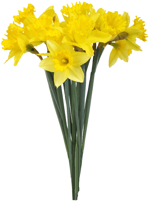 Spring Daffodils Transparent Background - Yellow Flowers Transparent Background (620x743), Png Download