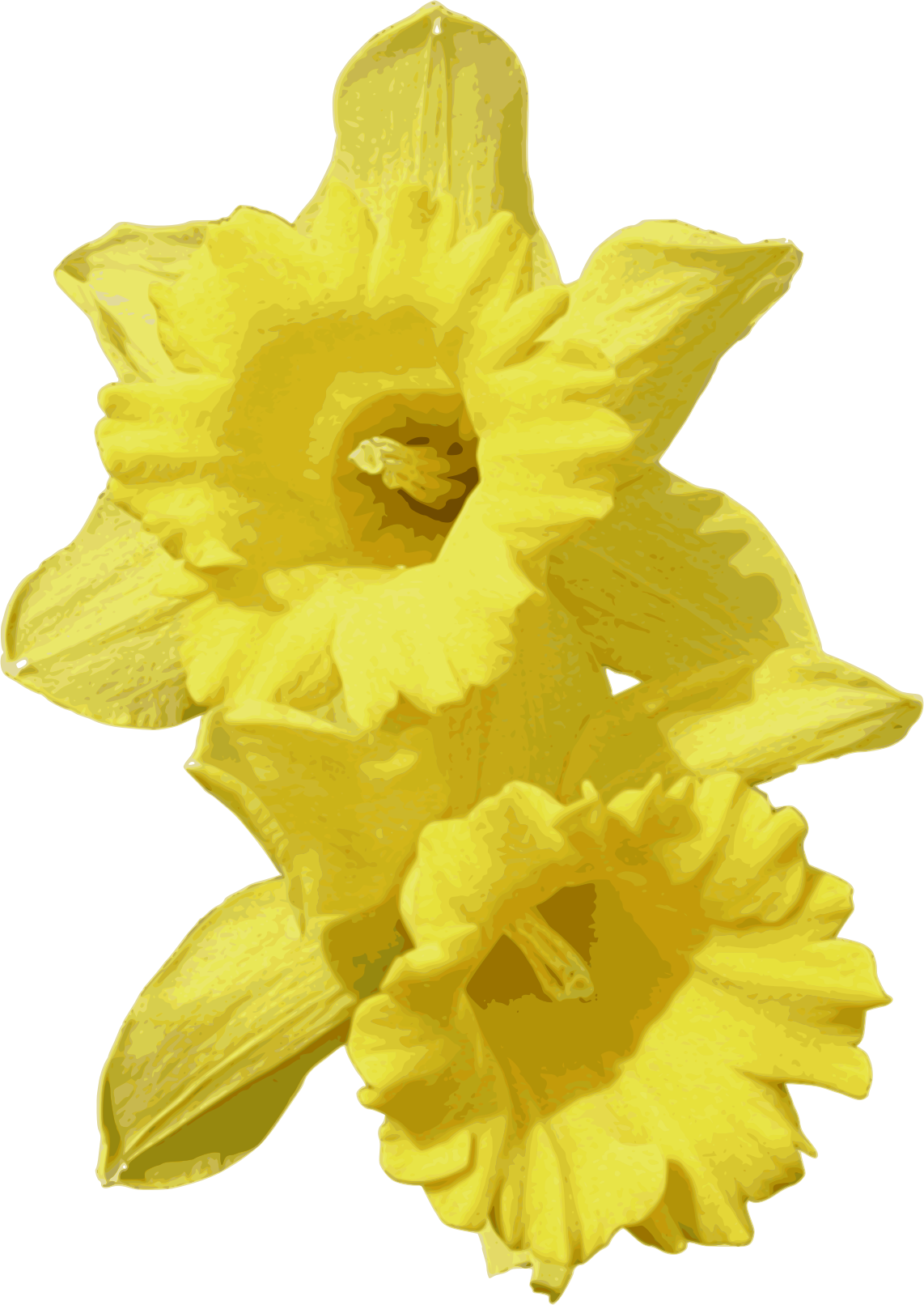 Daffodils Graphic Free Download - Clip Art Transparent Background Daffodil (1142x1612), Png Download
